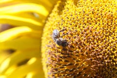 Bee collects nectar from a sunflower flower on orange blurred ba royalty free stock images Bee collects nectar from a sunflower flower on orange blurred ba royalty free stock images
