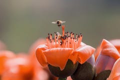 Bee eating honey on kapok flower