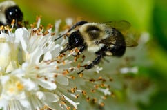 Bee Gathering Pollen royalty free stock photography Bee Gathering Pollen royalty free stock photography