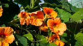 Bee gathers pollen from orange flowers stock photo Bee gathers pollen from orange flowers stock photo