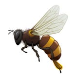 Bee - Insect
