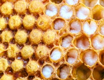 Bee larva, honeycomb