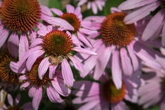 Bee Moves Around Base of Coneflower Royalty Free Stock Photos Bee Moves Around Base of Coneflower Royalty Free Stock Photos