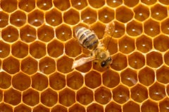 Bee On A Honeycomb Stock Images