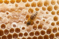 Bee On A Honeycomb Royalty Free Stock Images Bee On A Honeycomb Royalty Free Stock Images