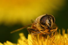 Bee On Dandelion Royalty Free Stock Image