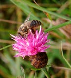 Bee On Flower Royalty Free Stock Photos Bee On Flower Royalty Free Stock Photos