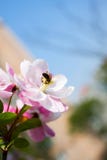 Bee On Plum Blossom Stock Image