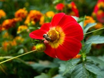 Bee On The Red Yelow Flower Royalty Free Stock Image