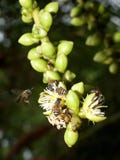 Bee and palm flowers Royalty Free Stock Photography Bee and palm flowers Royalty Free Stock Photography