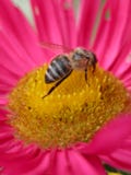 Bee on a pink flower 2. Bee on a pink flower Bee on a pink flower 2. Bee on a pink flower