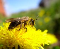 Bee and pollen Royalty Free Stock Photos Bee and pollen Royalty Free Stock Photos