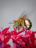Bee and Red Flower royalty free stock photos Bee and Red Flower royalty free stock photos