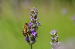Honey Bee On Lavender , Close Up Macro stock image Honey Bee On Lavender , Close Up Macro stock image