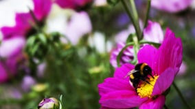 A bee suckling from a flower stock photo A bee suckling from a flower stock photo