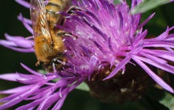 Bee on top of pink flower royalty free stock images Bee on top of pink flower royalty free stock images