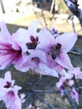 Bee visiting pink flower royalty free stock photo Bee visiting pink flower royalty free stock photo