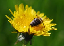 Bee visiting a yellow flower royalty free stock image Bee visiting a yellow flower royalty free stock image