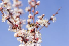 Bee wasp collecting pollen pollinating a flower spring flowers bloom on fruit trees apricot tree stock photography Bee wasp collecting pollen pollinating a flower spring flowers bloom on fruit trees apricot tree stock photography