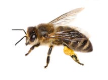 Bee on white