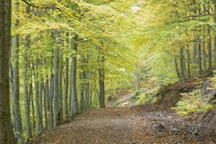 Beech Forest Royalty Free Stock Photography