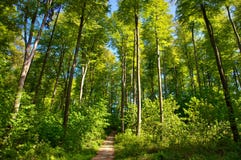 Forest Ground Royalty Free Stock Images - Image: 14979759