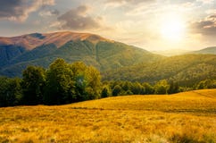Beech forest near Apetska mountain at sunset Royalty Free Stock Images Beech forest near Apetska mountain at sunset Royalty Free Stock Images