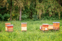 Beehives a green grassy field near a forest Stock Photos Beehives a green grassy field near a forest Stock Photos