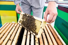 Beekeeper Checking Bees stock images Beekeeper Checking Bees stock images
