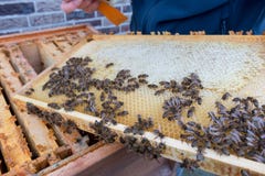 Frame of a beehive with open and closed cells of a honeycomb and stock images Frame of a beehive with open and closed cells of a honeycomb and stock images
