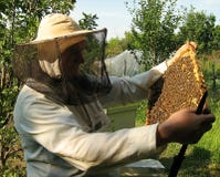 The beekeeper and framework with bees