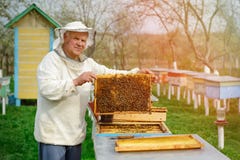 Beekeeper holding a honeycomb full of bees. Beekeeper in protective workwear inspecting honeycomb frame at apiary. Works on the ap royalty free stock photos Beekeeper holding a honeycomb full of bees. Beekeeper in protective workwear inspecting honeycomb frame at apiary. Works on the ap royalty free stock photos