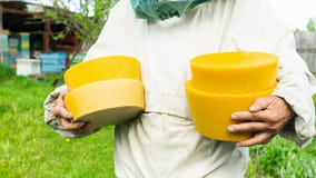 A beekeeper is holding a wax in round shapes. Beekeeping work on the apiary. Selective focus. royalty free stock photos A beekeeper is holding a wax in round shapes. Beekeeping work on the apiary. Selective focus. royalty free stock photos