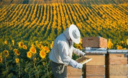Beekeeper working royalty free stock photos Beekeeper working royalty free stock photos