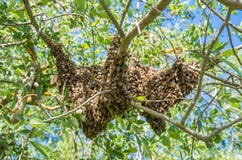beekeeping Uciekający pszczoły mrowie gniazduje na drzewie zdjęcie royalty free beekeeping Uciekający pszczoły mrowie gniazduje na drzewie zdjęcie royalty free