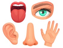 Beeldverhaal sensorische organen Betekenissenorganen, ogenvisie, neusgeur, tongsmaakpapillen, huidaanraking en de vector van hoor stock illustratie Beeldverhaal sensorische organen Betekenissenorganen, ogenvisie, neusgeur, tongsmaakpapillen, huidaanraking en de vector van hoor stock illustratie