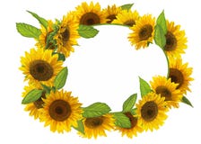 Beeldverhaalscène met mooi en kleurrijk zonnebloemenkader op witte achtergrond Royalty-vrije Stock Afbeeldingen Beeldverhaalscène met mooi en kleurrijk zonnebloemenkader op witte achtergrond Royalty-vrije Stock Afbeeldingen