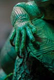 Been van een groene leguan leguaan die grote klauwen tonen royalty-vrije stock fotografie Been van een groene leguan leguaan die grote klauwen tonen royalty-vrije stock fotografie