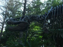 Beenderen t -t-rex stock foto Beenderen t -t-rex stock foto