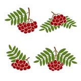 Beerenebereschensatz Vektor Lizenzfreie Stockfotos Beerenebereschensatz Vektor Lizenzfreie Stockfotos