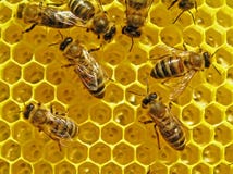 Bees build honeycombs. stock image Bees build honeycombs. stock image