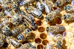 Bees in the evidence on the combs eating honey stock images Bees in the evidence on the combs eating honey stock images