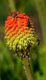 Flower and a bee close up photography. Macro photo with insect isolated.. Photography flower and honeybee details Royalty Free Stock Photography Flower and a bee close up photography. Macro photo with insect isolated.. Photography flower and honeybee details Royalty Free Stock Photography
