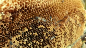 Bees on the honeycomb. Honeycomb with bee bread