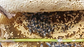 Bees on the honeycomb. Honeycomb with bee bread