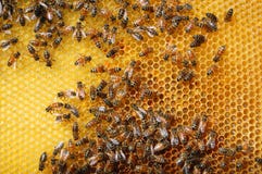 Bees On Honeycomb Stock Photography