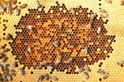 Bees On Honeycomb Royalty Free Stock Photos