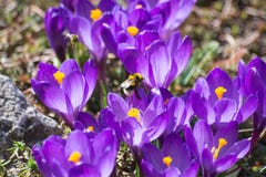 Bee on flower stock images Bee on flower stock images
