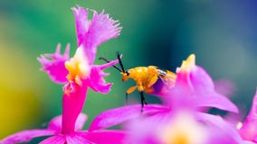 The beetle, a little flower thief Royalty Free Stock Photo The beetle, a little flower thief Royalty Free Stock Photo