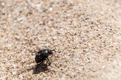Beetle walking on the sand royalty free stock image Beetle walking on the sand royalty free stock image